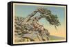 Indian with Bent Pine, Glacier Park, Montana-null-Framed Stretched Canvas