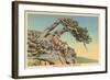 Indian with Bent Pine, Glacier Park, Montana-null-Framed Art Print