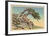 Indian with Bent Pine, Glacier Park, Montana-null-Framed Art Print