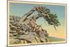 Indian with Bent Pine, Glacier Park, Montana-null-Mounted Art Print