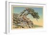 Indian with Bent Pine, Glacier Park, Montana-null-Framed Art Print