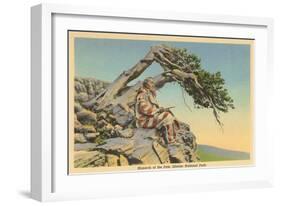 Indian with Bent Pine, Glacier Park, Montana-null-Framed Art Print