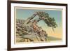 Indian with Bent Pine, Glacier Park, Montana-null-Framed Art Print