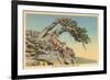 Indian with Bent Pine, Glacier Park, Montana-null-Framed Art Print