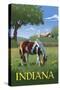 Indiana - Horse in Field-Lantern Press-Stretched Canvas