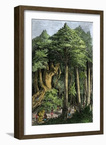 Indians Tapping the Caoutchouc, or India-Rubber Tree-null-Framed Giclee Print