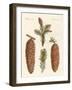 Indigenous Coniferous Woods-null-Framed Giclee Print