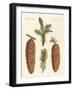 Indigenous Coniferous Woods-null-Framed Giclee Print