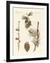 Indigenous Coniferous Woods-null-Framed Giclee Print