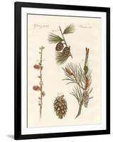 Indigenous Coniferous Woods-null-Framed Premium Giclee Print