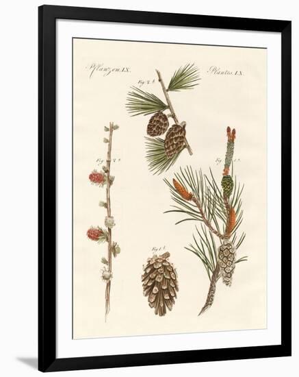 Indigenous Coniferous Woods-null-Framed Premium Giclee Print