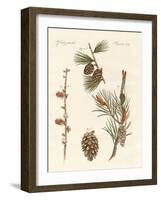 Indigenous Coniferous Woods-null-Framed Giclee Print