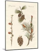 Indigenous Coniferous Woods-null-Mounted Giclee Print