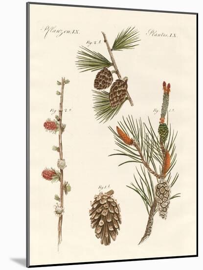 Indigenous Coniferous Woods-null-Mounted Giclee Print