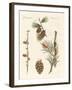 Indigenous Coniferous Woods-null-Framed Giclee Print