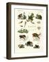 Indigenous Frogs and Toads-null-Framed Giclee Print