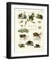 Indigenous Frogs and Toads-null-Framed Giclee Print