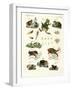 Indigenous Frogs and Toads-null-Framed Giclee Print