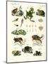 Indigenous Frogs and Toads-null-Mounted Giclee Print