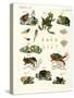 Indigenous Frogs and Toads-null-Stretched Canvas