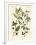Gramercy White