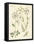 Indigenous Spice Plants-null-Framed Stretched Canvas