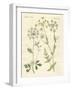 Indigenous Spice Plants-null-Framed Giclee Print