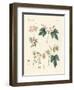 Indigenous Spice Plants-null-Framed Giclee Print