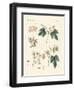 Indigenous Spice Plants-null-Framed Giclee Print