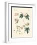 Indigenous Spice Plants-null-Framed Giclee Print