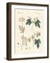 Indigenous Spice Plants-null-Framed Giclee Print