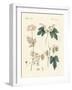 Indigenous Spice Plants-null-Framed Giclee Print