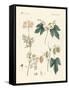 Indigenous Spice Plants-null-Framed Stretched Canvas