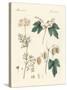 Indigenous Spice Plants-null-Stretched Canvas
