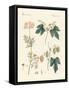 Indigenous Spice Plants-null-Framed Stretched Canvas