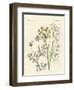 Indigenous Spice Plants-null-Framed Giclee Print