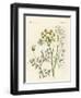 Indigenous Spice Plants-null-Framed Giclee Print