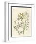 Indigenous Spice Plants-null-Framed Giclee Print