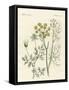 Indigenous Spice Plants-null-Framed Stretched Canvas