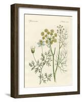 Indigenous Spice Plants-null-Framed Giclee Print