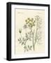 Indigenous Spice Plants-null-Framed Giclee Print