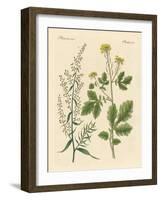 Indigenous Spice Plants-null-Framed Giclee Print