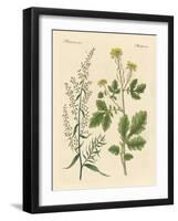 Indigenous Spice Plants-null-Framed Giclee Print