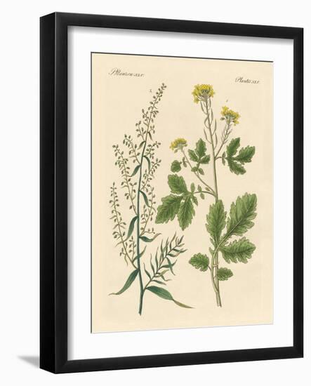 Indigenous Spice Plants-null-Framed Giclee Print