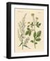 Indigenous Spice Plants-null-Framed Giclee Print