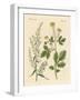 Indigenous Spice Plants-null-Framed Giclee Print