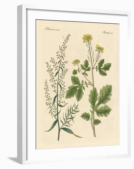 Indigenous Spice Plants-null-Framed Giclee Print