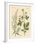 Indigenous Spice Plants-null-Framed Giclee Print