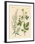 Indigenous Spice Plants-null-Framed Giclee Print