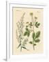 Indigenous Spice Plants-null-Framed Giclee Print